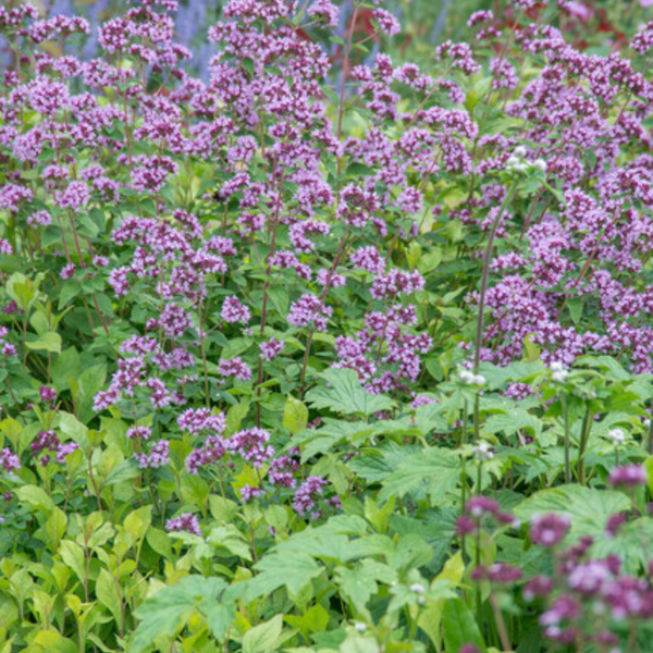 Dost ‚Herrenhausen' – Origanum laevigatum – Ansicht 7