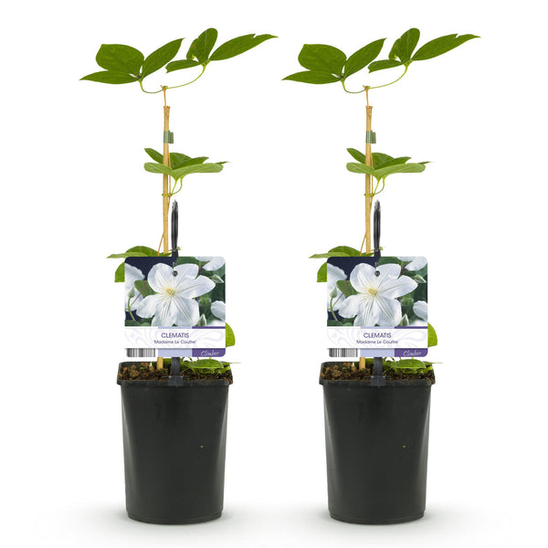 Waldrebe ‚Madame Le Coultre' – Clematis – Ansicht 2