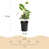 Kiwibeere ‚Issai' – Actinidia arguta – Ansicht 3