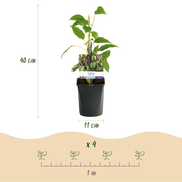 Kiwibeere ‚Issai' – Actinidia arguta – Ansicht 3