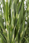 Chinaschilf ‚Strictus' – Miscanthus sinensis – Ansicht 5