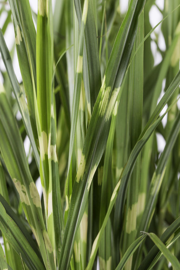 Chinaschilf ‚Strictus' – Miscanthus sinensis – Ansicht 5