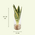 Bogenhanf im Glas – Sansevieria
