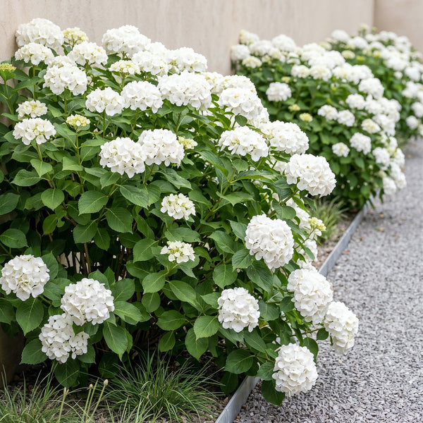 Hortensie – Hydrangea macrophylla