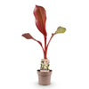 Zierbanane ‚Maurelli' – Ensete ventricosum – Ansicht 2