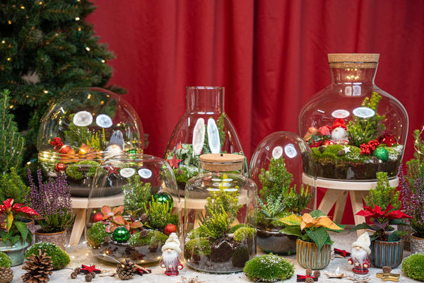 Winter-Flaschengarten-Set „Tinsel" – DIY-Terrarium mit Pflanzen