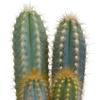 Kakteen-Set „Kakteenmischung“ – 3 Kakteen – Ansicht 4