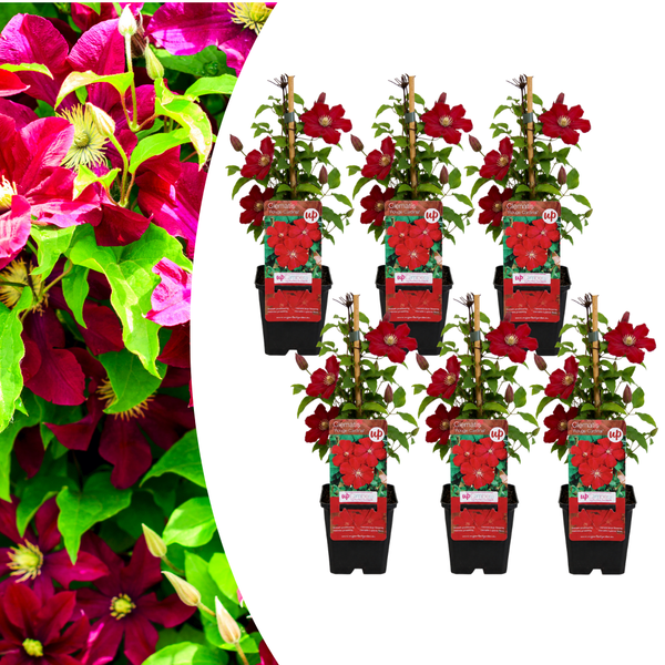 Waldrebe ‚Rouge Cardinal' – Clematis