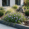 Kleines Immergrün – Vinca minor – Ansicht 6