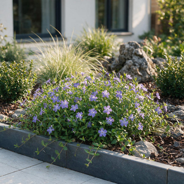 Kleines Immergrün – Vinca minor – Ansicht 6