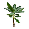Bananenpflanze – Musa