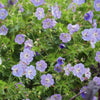 Storchschnabel ‚Rozanne' – Geranium – Ansicht 6