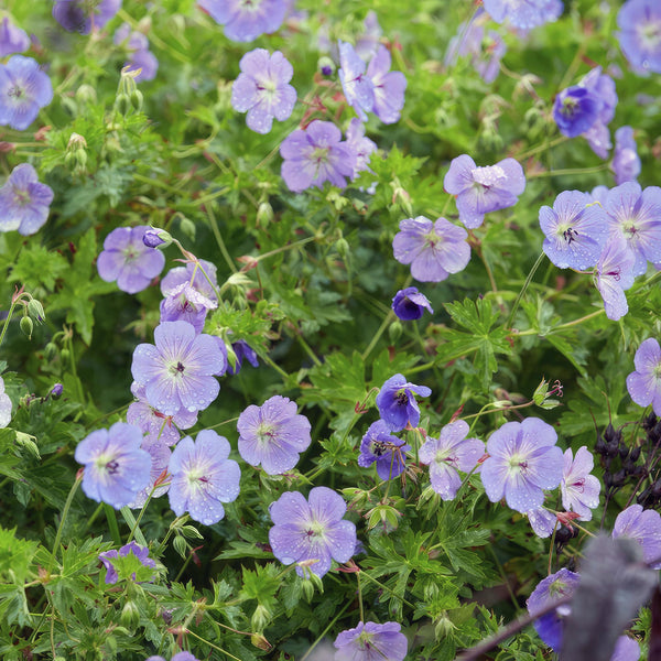 Storchschnabel ‚Rozanne' – Geranium – Ansicht 6