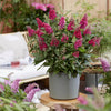 Schmetterlingsstrauch ‚Butterfly Candy Little Ruby' – Buddleja davidii – Ansicht 6