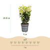 Japanischer Spindelstrauch ‚Paloma Blanca' – Euonymus japonicus – Ansicht 4