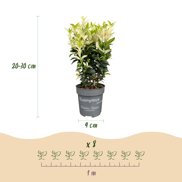 Japanischer Spindelstrauch ‚Paloma Blanca' – Euonymus japonicus – Ansicht 4
