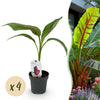 Bananenpflanze ‚Red Tiger' – Musa sikkimensis
