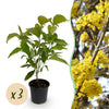 Kornelkirsche – Cornus mas