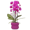 Schmetterlingsorchidee ‚Freeride Niagara Falls' – Phalaenopsis