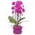 Schmetterlingsorchidee ‚Freeride Niagara Falls' – Phalaenopsis