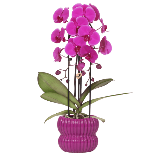 Schmetterlingsorchidee ‚Freeride Niagara Falls' – Phalaenopsis