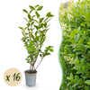 Ovalblättriger Liguster – Ligustrum ovalifolium – 16 Stück