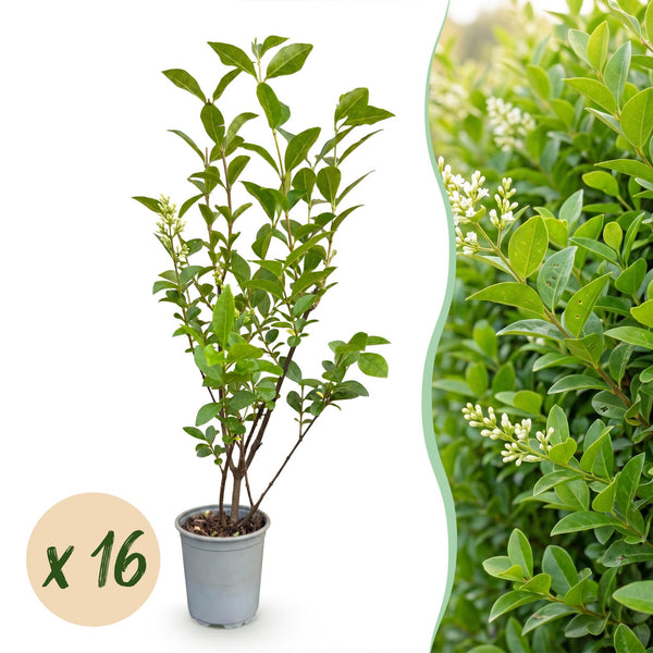 Ovalblättriger Liguster – Ligustrum ovalifolium – 16 Stück