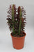 Dreikantige Wolfsmilch ‚Rubra' – Euphorbia trigona – Ø 12 cm · 40 cm