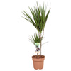 Drachenbaum – Dracaena marginata
