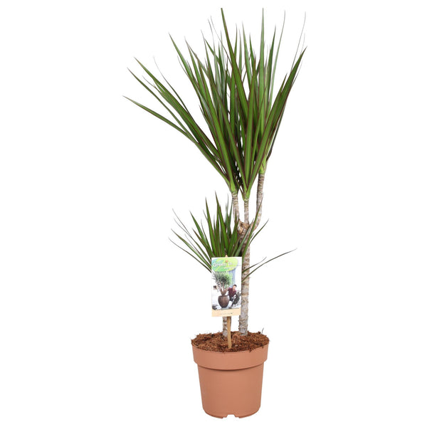 Drachenbaum – Dracaena marginata
