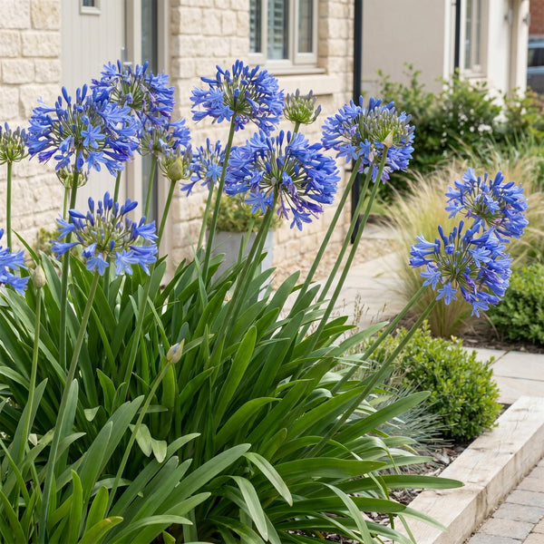 Schmucklilie – Agapanthus africanus – Ansicht 6