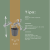 Elfenblume ‚Niveum' – Epimedium youngianum – Ansicht 6