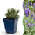 Lavendel ‚Dwarf Blue' – Lavandula angustifolia