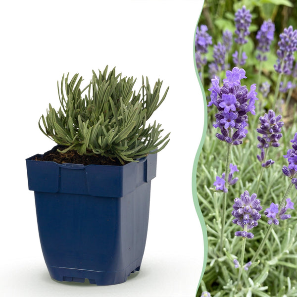 Lavendel ‚Dwarf Blue' – Lavandula angustifolia