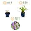 Prachtscharte Duo-Mix – Liatris spicata – Ansicht 4