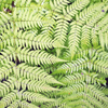 Gewöhnlicher Wurmfarn – Dryopteris filix-mas – Ansicht 7