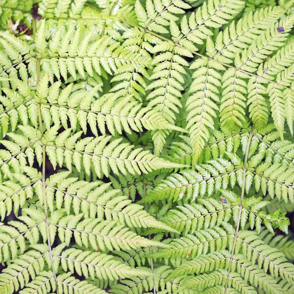 Gewöhnlicher Wurmfarn – Dryopteris filix-mas – Ansicht 7