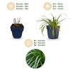 Japan-Segge ‚Evergreen' – Carex oshimensis – Ansicht 4