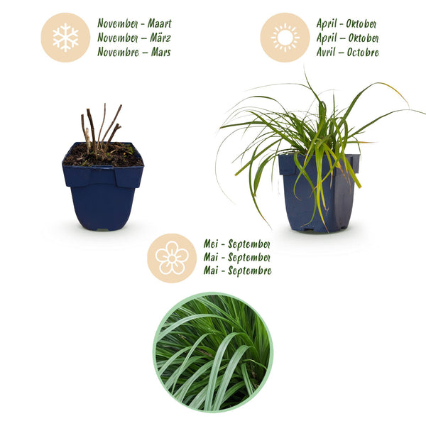 Japan-Segge ‚Evergreen' – Carex oshimensis – Ansicht 4
