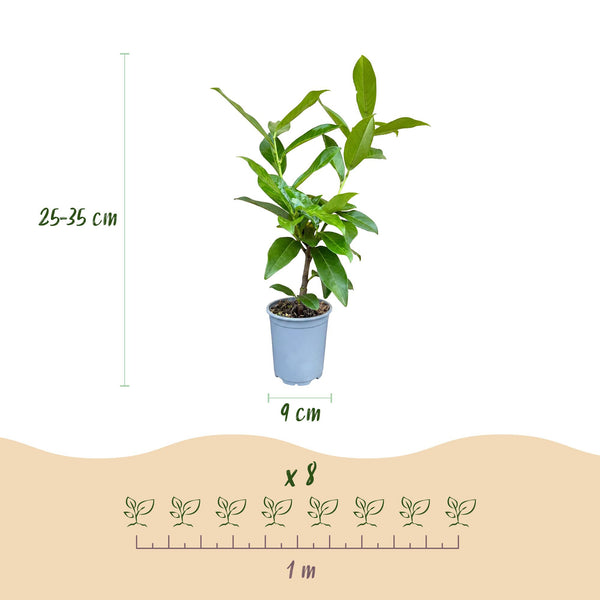 Kirschlorbeer ‚Novita' – Prunus laurocerasus – Ansicht 4