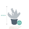 Feigenkaktus – Opuntia quitensis – Ansicht 2