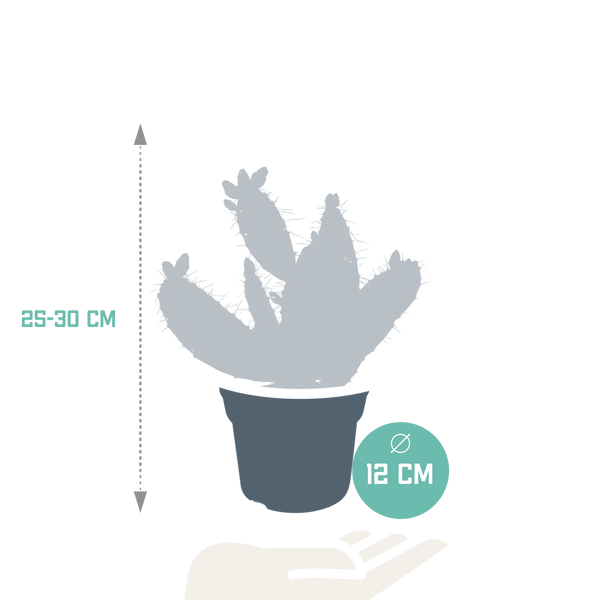 Feigenkaktus – Opuntia quitensis – Ansicht 2
