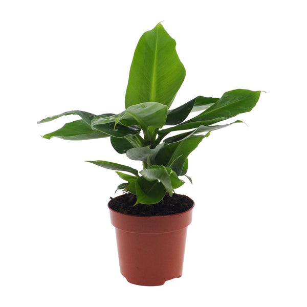 Zwergbanane ‚Oriental Dwarf' – Musa