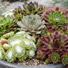 Hauswurz ‚Big Sam' – Sempervivum – Ansicht 5