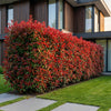 Glanzmispel ‚Carre Rouge' – Photinia × fraseri – Ansicht 6