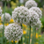 Kugellauch ‚Ping Pong' – Allium