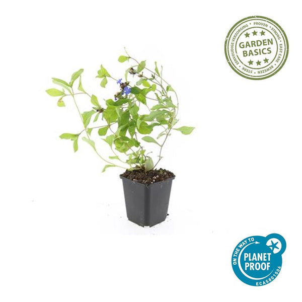 Hornnarbe – Ceratostigma plumbaginoides – Ansicht 4