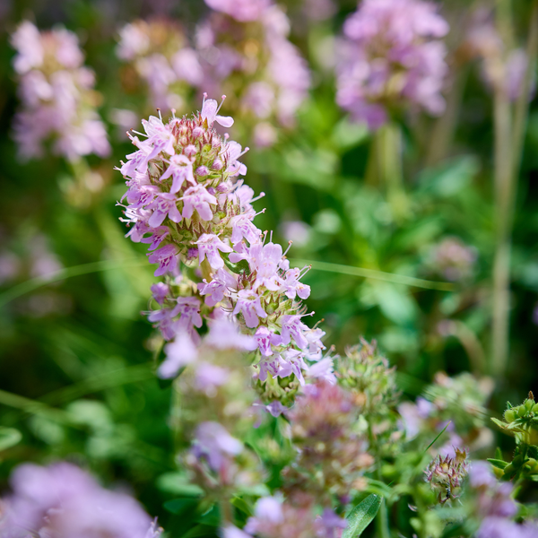 Echter Thymian – Thymus vulgaris – Ansicht 7