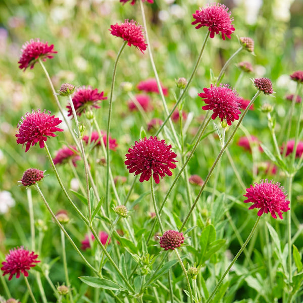 Mazedonische Witwenblume – Knautia macedonica – Ansicht 5