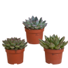 Sukkulenten-Set „Echeveria-Mix“ – verschiedene Echeverien